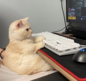 Eğitim Koçu Kayseri LGS Öğrenci Koçluğu